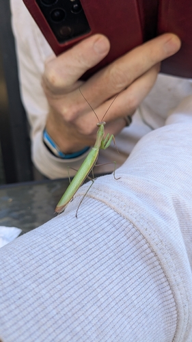 European Mantis