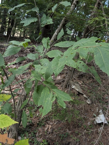 Castanea dentata, photograph 6