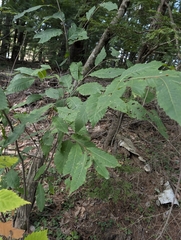 Castanea dentata, photograph (c) Nick Kleinschmidt, some rights reserved (CC BY)