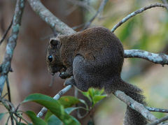 Callosciurus pygerythrus