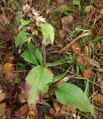 European goldenrod