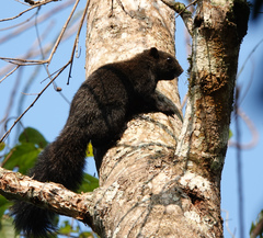 Callosciurus erythraeus