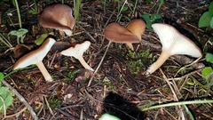 Infundibulicybe squamulosa