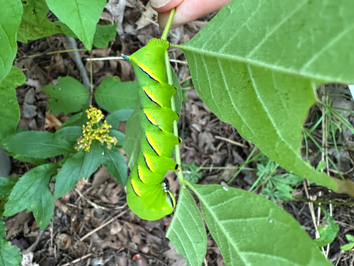 Laurel Sphinx