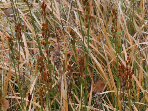 bog asphodel