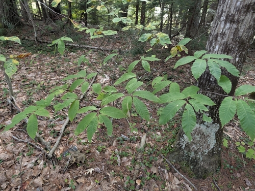 Castanea dentata, photograph 5