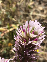Castilleja densiflora densiflora