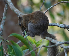 Callosciurus pygerythrus