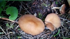 Infundibulicybe squamulosa