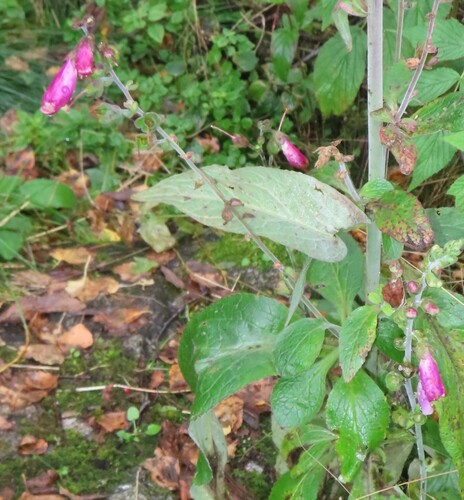 purple foxglove