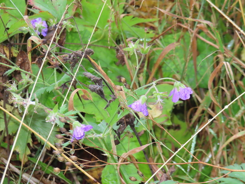 wood crane's-bill
