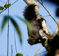 Callosciurus erythraeus