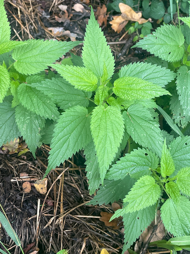 great stinging nettle