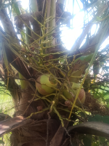 coconut palm