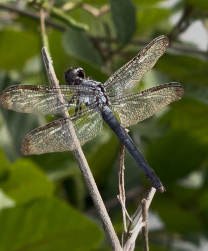 Slaty Skimmer
