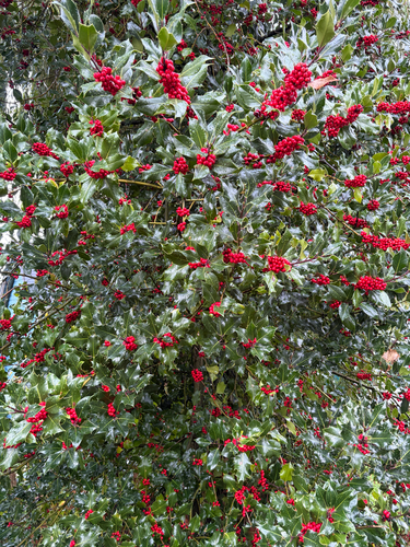 European holly