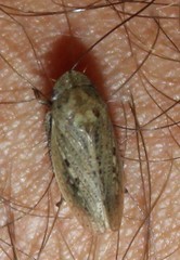 Negosiana dualis