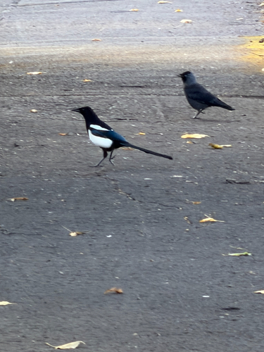 Eurasian Magpie