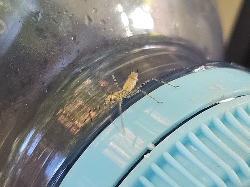 Leafhopper Assassin Bug