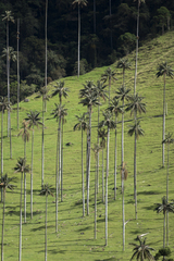 Ceroxylon quindiuense