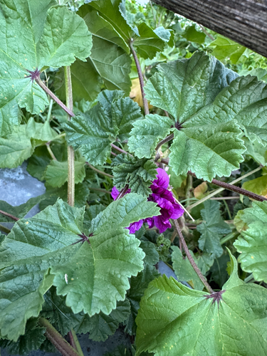 Common Mallow