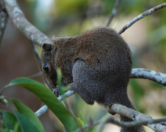 Callosciurus pygerythrus