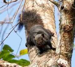 Callosciurus erythraeus