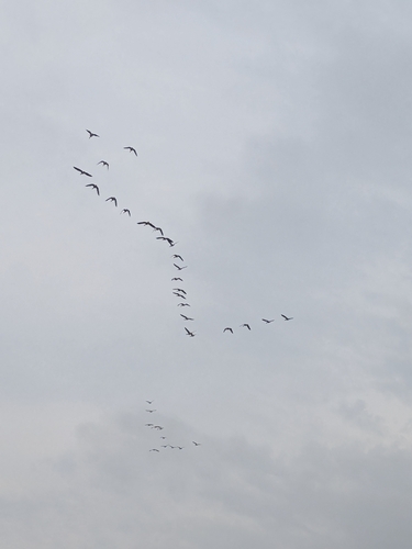 Canada Goose