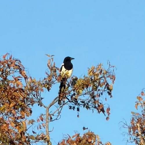 Eurasian Magpie