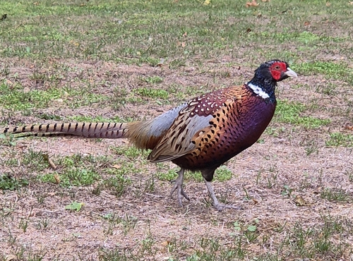 Ring-necked Pheasant