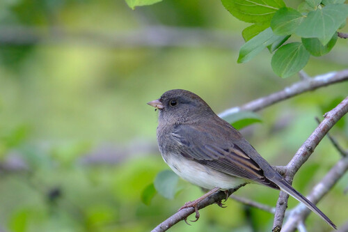 Dark-eyed Junco