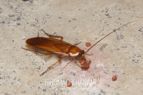 Turkestan Cockroach