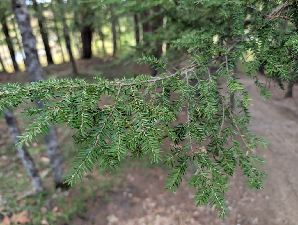 Tsuga canadensis; photograph (c) Nick Kleinschmidt, some rights reserved (CC BY)