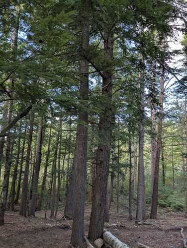 Tsuga canadensis, photograph 4