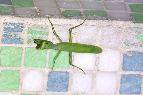 Giant Asian Mantis