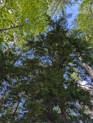 (c) Nick Kleinschmidt, some rights reserved (CC BY) Tsuga canadensis, photograph (c) Nick Kleinschmidt, some rights reserved (CC BY)