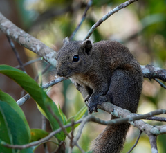 Callosciurus pygerythrus