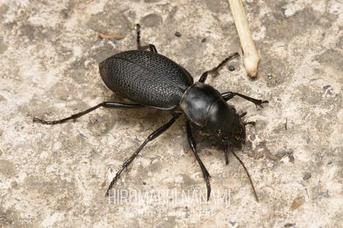 Carabus brandti