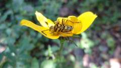 Ochraethes viridiventris