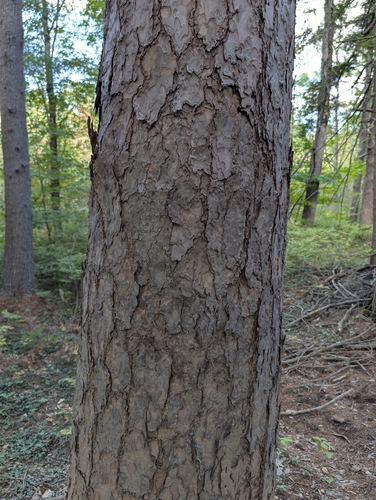 Pinus resinosa