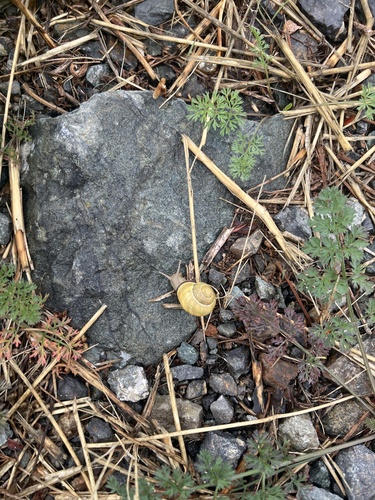 Brown-lipped Snail