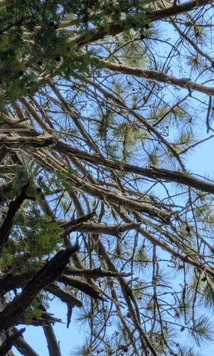 Pinus resinosa, photograph 2
