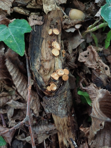 common bird's nest fungus