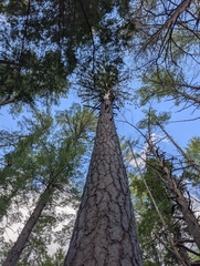 (c) Nick Kleinschmidt, some rights reserved (CC BY) Pinus resinosa, photograph (c) Nick Kleinschmidt, some rights reserved (CC BY)