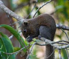 Callosciurus pygerythrus
