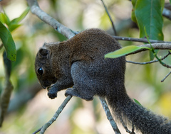 Callosciurus pygerythrus