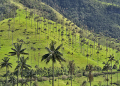 Ceroxylon quindiuense