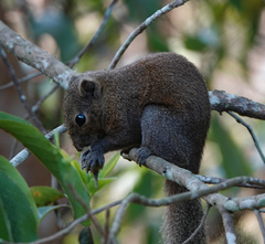 Callosciurus pygerythrus