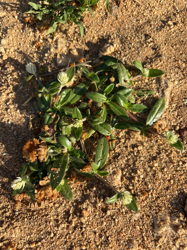 Gomphrena celosioides, photograph 3