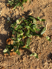 Gomphrena celosioides, photograph (c) Rebecca Ryen-Stols, some rights reserved (CC BY-SA)